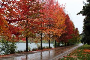 Green Lake Autumn Photo Print