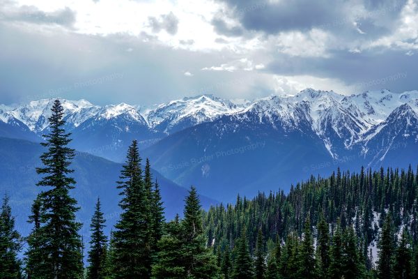 Hurricane Ridge Mountains and Trees Photo Print