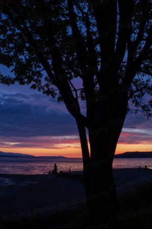 Sunset Tree Silhouette Photo Print