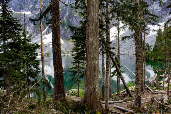 Trees at Lake Serene Photo Print