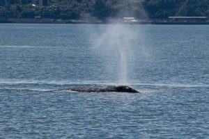 Spouting Gray Whale Photo Print